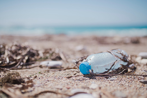 Seashells living on plastic bottle on the beach. Throwing garbage into the ocean affects marine life.