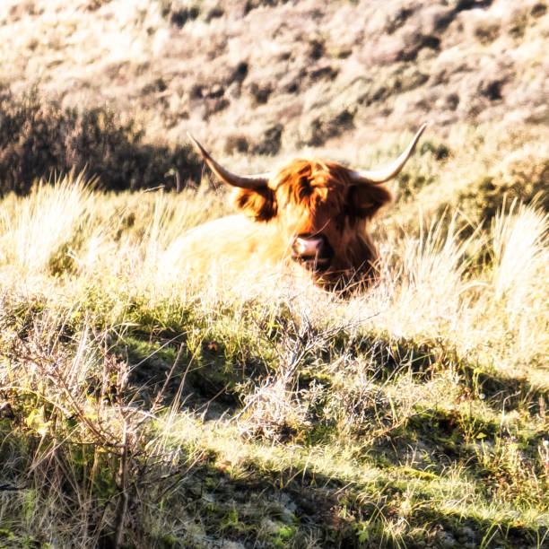 istock highlander animal bison with horns in nature 1402206308