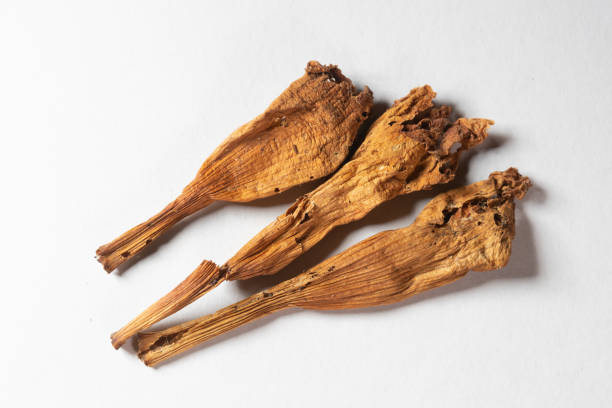 istock chinese medicine Trumpet creeper on white background 1402206813