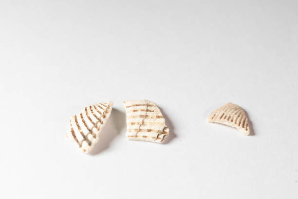 chinese medicine concha arcae ark shell, blood clam shell