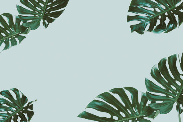 istock Fresh Green Tropical Monstera Leaf Over Pink Colour Background 1402210340