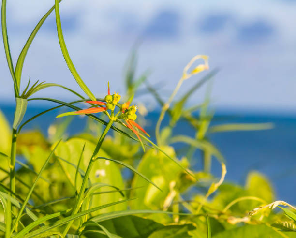 Beautiful Fire plant at Bahia Honda, Key West, Florida