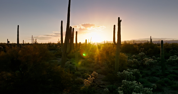 Aerial view of nature in a cactus forest in Arizona at sunrise