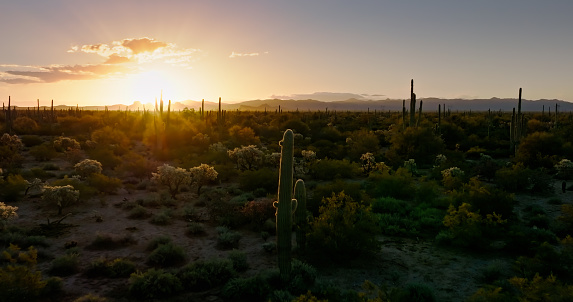 Aerial view of nature in a cactus forest in Arizona at sunrise