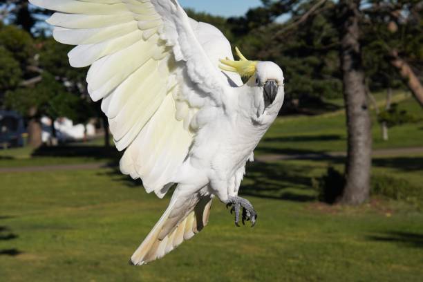 istock Cockatoo looking at Camera on the Fly 1402214264
