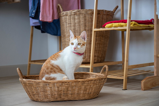 The cat siting in basket in front of the clothes rail in the bedroom.