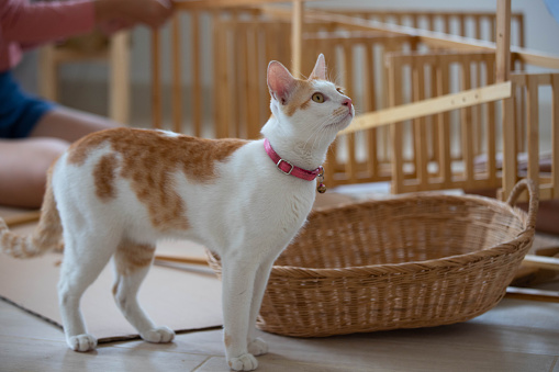 cat standing in front of basket