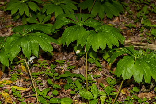 The Bloom Mayapple \n The native plants that grow in large colonies. These plants have an edible fruit and the Native Americans had medicinal uses for parts of this plant