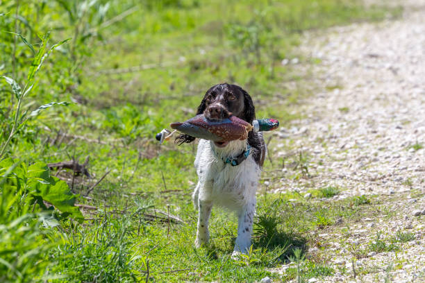 springier spaniel angielski - pheasant hunting dog retriever zdjęcia i obrazy z banku zdjęć