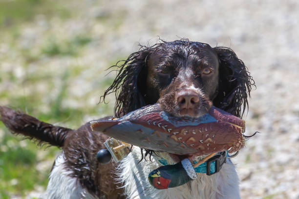 английский springier-спаниель - pheasant hunting dog retriever стоковые фото и изображения