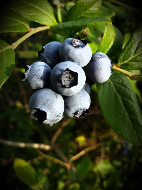 istock A Morsel of Blueberries 1402218386