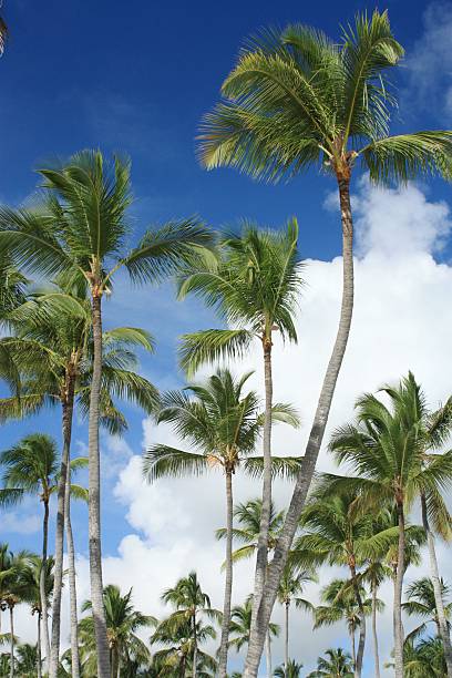 istock Exotic coconut palm trees on the beach 140221868