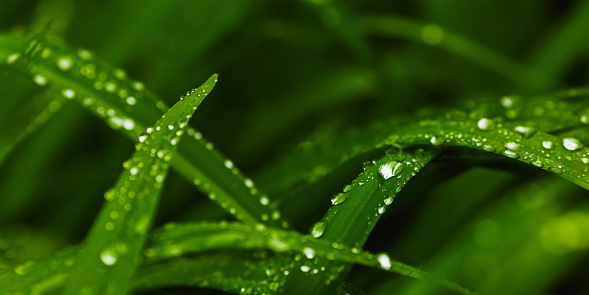 Green juicy grass with raindrops. Natural background. Rain drop concept Macro photography.