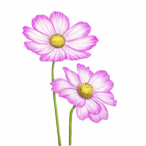 istock Pink Cosmos Flower Watercolor Painting 1402221826