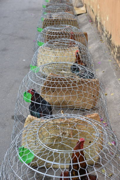 Line of Caged Chickens in Street Portrait stock photo