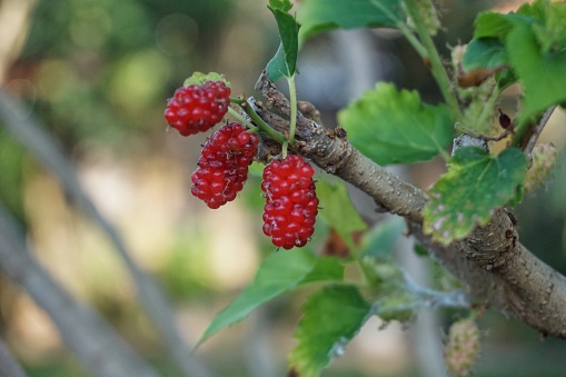 red mulberry on an out of focus background