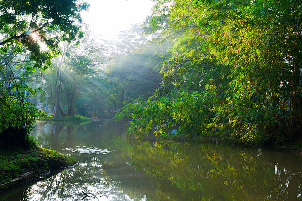 istock Mystical lake in morning forest 140222465