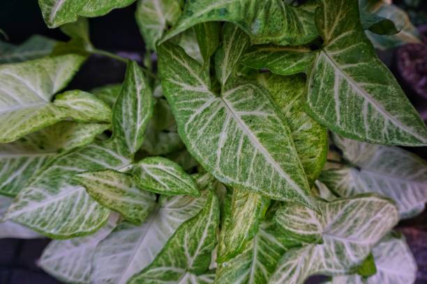 istock a collection of white and green leaves 1402225424