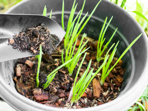 istock Farmer Fertilize spring onion plant in pot close up. 1402227178