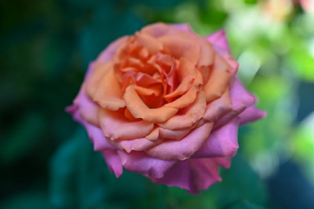 istock Pink Rose Flowers blooming in garden 1402228059