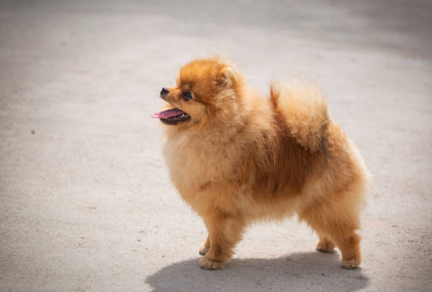istock Pomeranian puppy portrait 1402228124