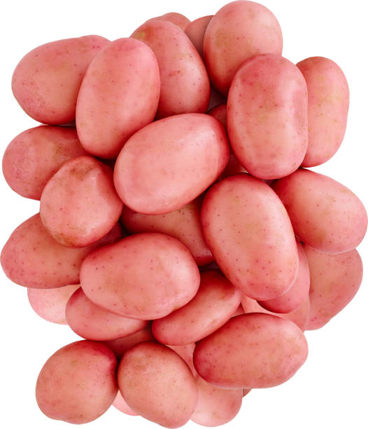 czerwone ziemniaki pemberton - red potato raw potato isolated vegetable zdjęcia i obrazy z banku zdjęć