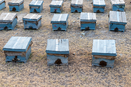 Commercial beekeeping business in the Pakistan