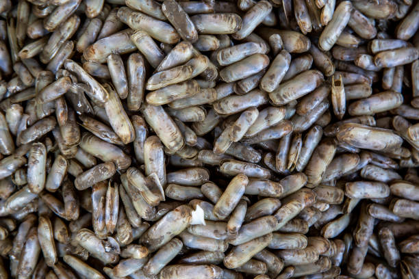 istock Close up background of fresh razor clam 1402233485