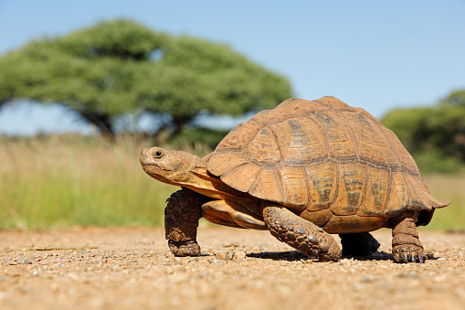 Leopard tortoise (Stigmochelys pardalis) walking in natural habitat, South Africa