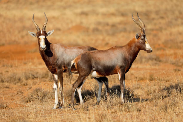 Blesbok antelopes in natural habitat, Mountain Zebra National Park, South Africa stock photo