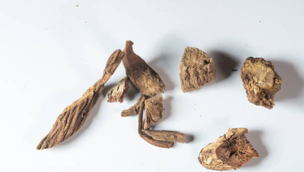 istock chinese medicine radix dipsaci on white background 1402234697