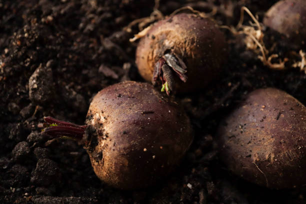 istock Organic gardening concept 1402235585