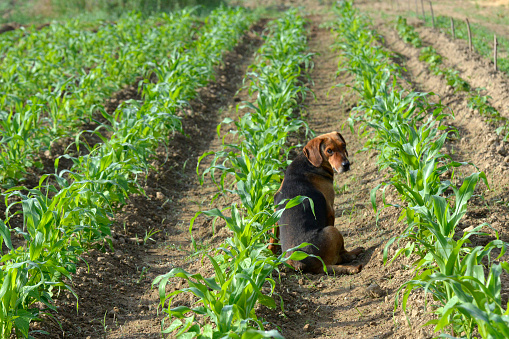 Cute farmers dog in a field of corn. bright sun.