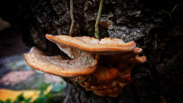 istock beautiful wood mushroom 1402236477