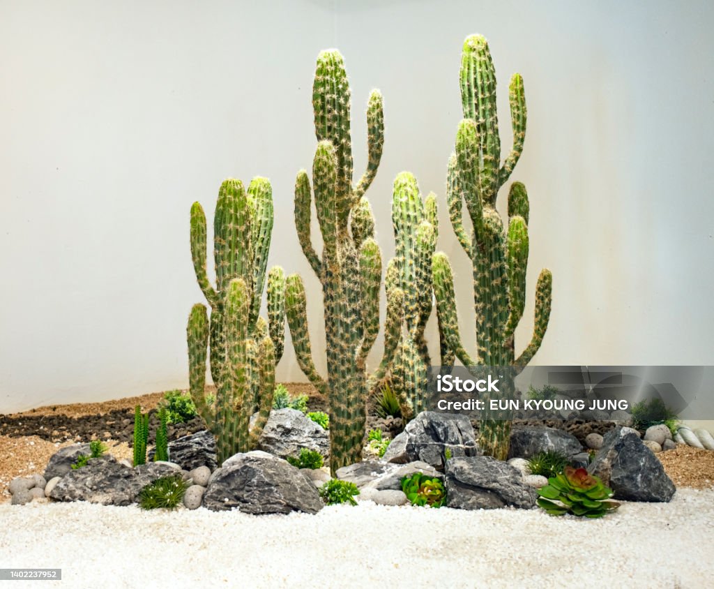 Cactus and stone production Cactus and stone production. Agriculture Stock Photo