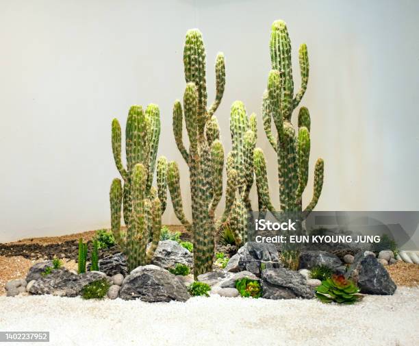 Cactus And Stone Production Stock Photo - Download Image Now - Agriculture, Arid Climate, Backgrounds