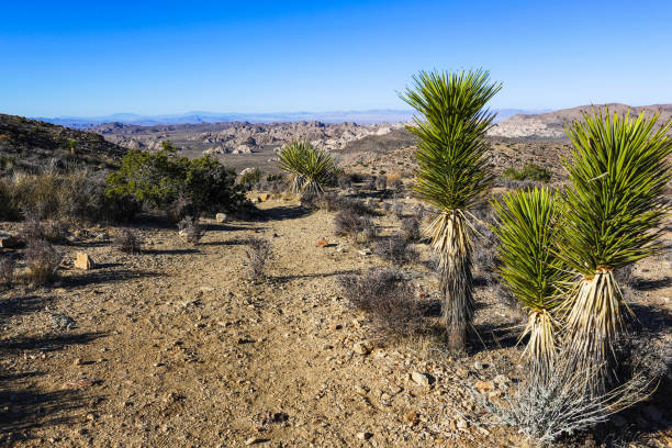 Joshua Tree in Desert Snow in Joshua Tree National Park in California