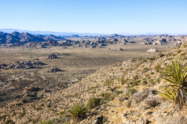 istock Joshua Tree National Park, Mojave Desert, California 1402238977
