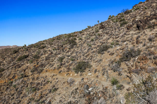 istock Joshua Tree National Park, Mojave Desert, California 1402239189