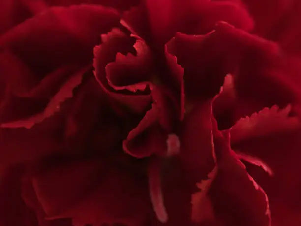 Photo of Petals of carnation (texture)