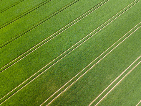 Drone shot of a green growing wheat field with many lanes on a sunny day in spring