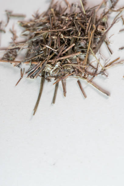 istock chinese medicine Oldenlandia diffusa  on white background 1402244012