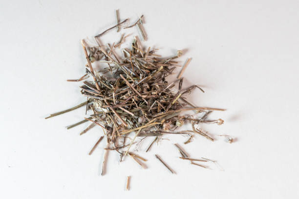 istock chinese medicine Oldenlandia diffusa  on white background 1402244581