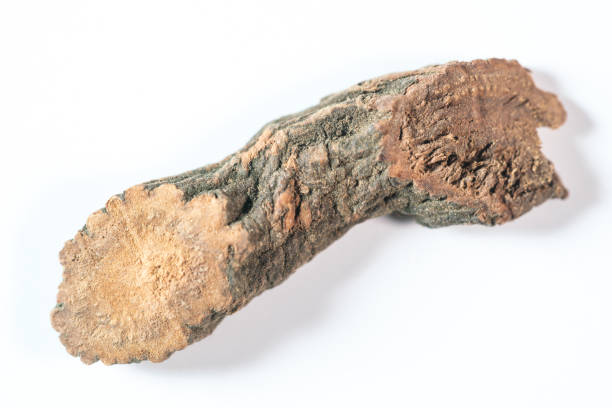 istock chinese medicine Radix paeoniae rubra on white background 1402245038