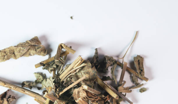 istock chinese medicine Herba Rabdosiae on white background 1402245060