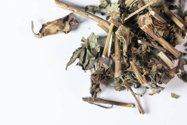 istock chinese medicine Herba Rabdosiae on white background 1402245062