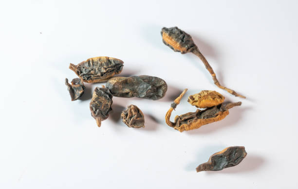 istock chinese medicine  Fructus sophorae on white background 1402245626