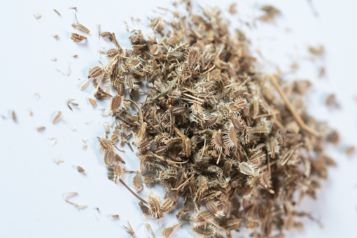 chinese medicine Wild carrot seeds
