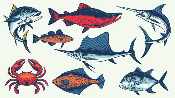 illustrations, cliparts, dessins animés et icônes de set vector poisson vintage dessiné à la main - pacific ocean illustrations