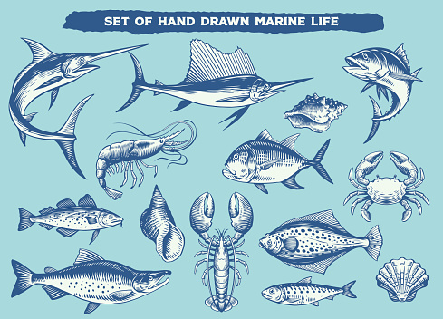 vector of Set of Hand Drawn Marine Life Animals